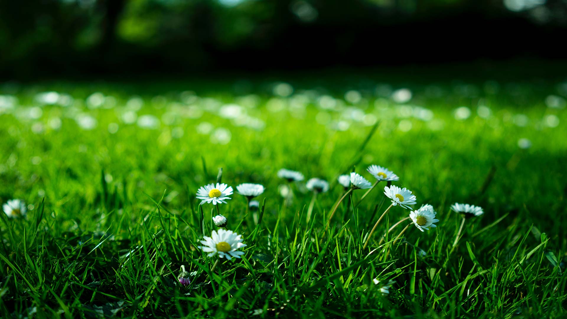 placeholder of grass